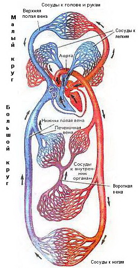 Схема кровообращения